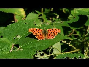 ＃蝶とほおずき・ふる里の四季・里の秋編