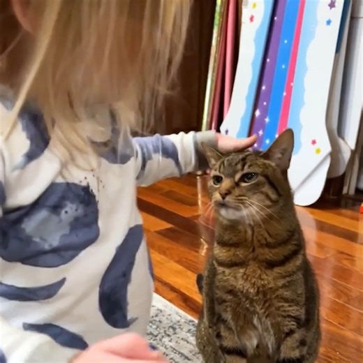 137K views · 4.6K reactions | It's fairly well-known why our cuddly kitties don't hide their claws, but what about their weird little sneers and snarls? The Cat Counselor is here to answer these questions and more!  | The Pet Collective | Facebook