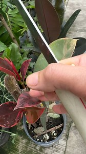 ruby tineke rubber plant #gardentips #rubbertree #rubberplant #tineke #gardentips | Jayson Gaylan