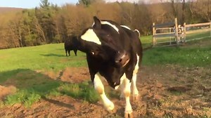 Happy Cow Dancing with Joy - A True Happy Cow Video