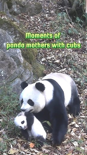 160K views · 7.7K reactions | Check out the newly-released footage of giant panda mothers with their cubs captured on an infrared camera in China's Giant Panda National Park. #Panda #ChinaNature | China Xinhua News | Facebook