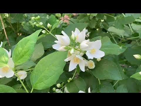 Mock Orange: This undervalued native deserves a place in any garden, guild, hedge, design.