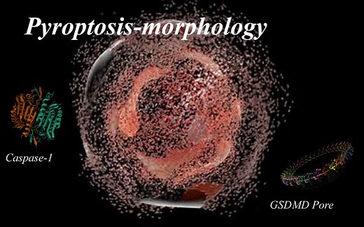 细胞焦亡：形态结构的变化-pyroptosis morphology