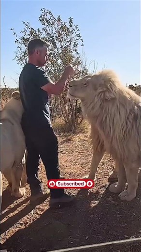Only 300 White Lions Exist on Earth — And They Were Almost Gone Forever! 🤯🦁