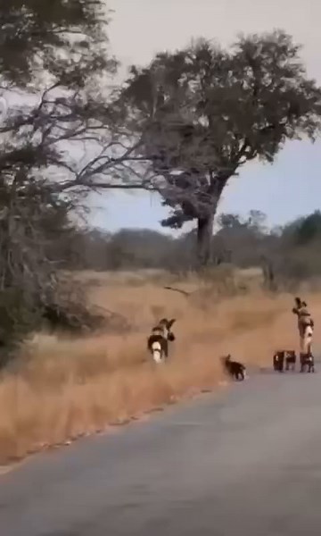 Exploring Baby African Wild Dogs in Kruger National Park