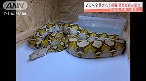 3-meter pet python found after 2-week search in Yokohama