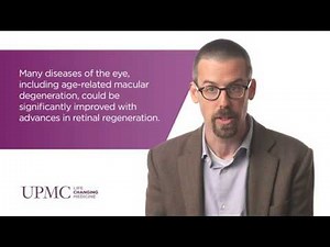 Using Zebrafish in Ocular Research | UPMC