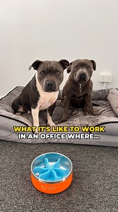 13K views · 245 reactions | Workplace perks? Unlimited belly rubs and constant distractions. Would you trade your office for this? ❤ . . . . . . . . . . . . . #dogs #dogscorner #work #worklifebalance #workplace #happystaffyco #blueskies #staffordshirebullterrier #perks #perksofthejob | Happy Staffy Co. | Facebook