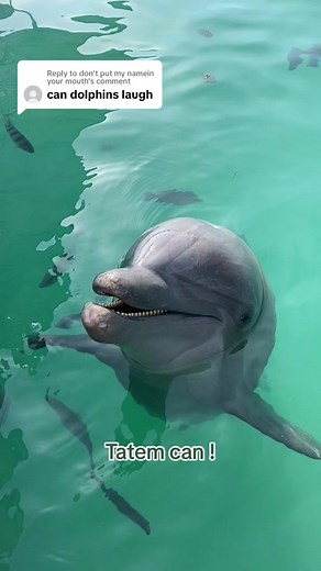 dolphinconnection on TikTok