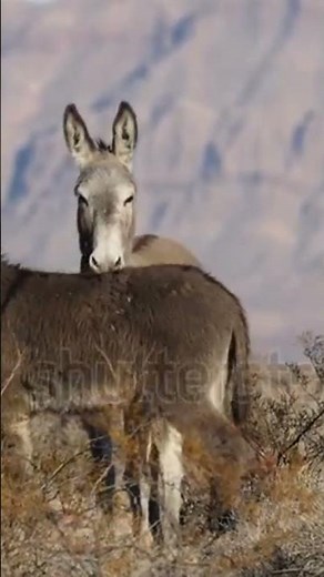 "The African Donkey | Amazing Facts & Daily Life".