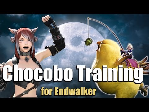 Is Your Chocobo Ready for Endwalker? | Chocobo Leveling & Skill Guide
