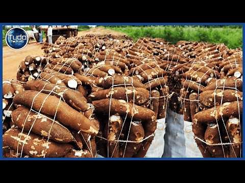 How Cassava Is Produced on Farms. Cassava Cultivation and Harvesting. Impressive Technology