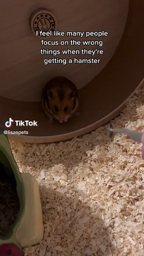 Ghost Hamster Appreciation: Celebrating These Unique Pets