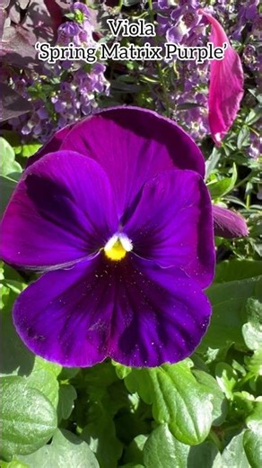 Viola ‘Spring Matrix Purple’ #viola #violaceae #pansy #pansy #pensee #flowers #fleurs #perennial