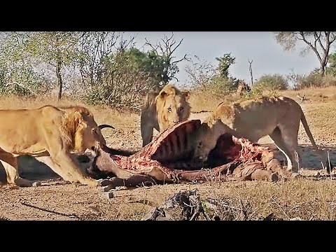 Interspecies Interaction Vultures, Spotted Hyena, Lions around a buffalo carcass in Kruger Park