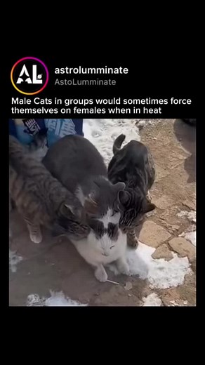 Understanding Male Cat Behavior During Mating