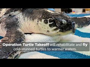 Operation Turtle Takeoff - Save Cold-Stunned Sea Turtles
