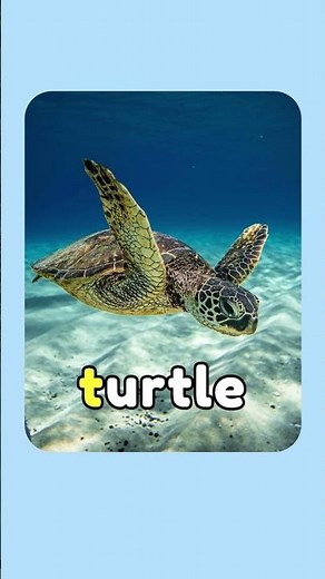 Do you know the letter T | T is for Turtle | ABC Phonics Song