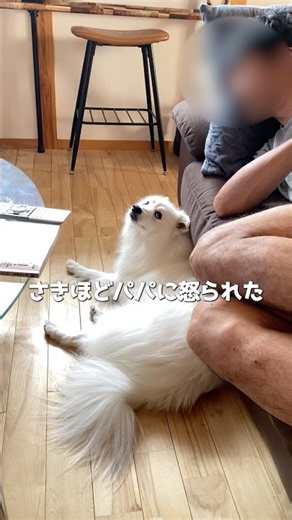 The Dog That Refuses to Apologize #JapaneseSpitz #MediumDog #shorts