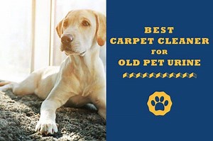 7 Best Carpet Cleaner For Old Pet Urine