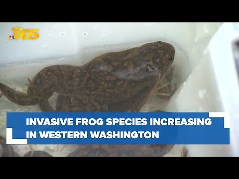 Invasive African clawed frogs increase in western Washington