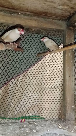 Fawn Java finch bird 🕊️