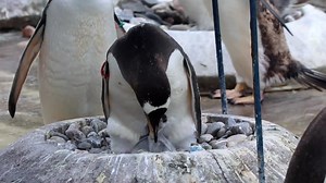 2.7K views · 187 reactions |  Peak a boo! Two new penguin chicks have arrived at Edinburgh Zoo https://bit.ly/3LW0LHx | Edinburgh Evening News | Facebook