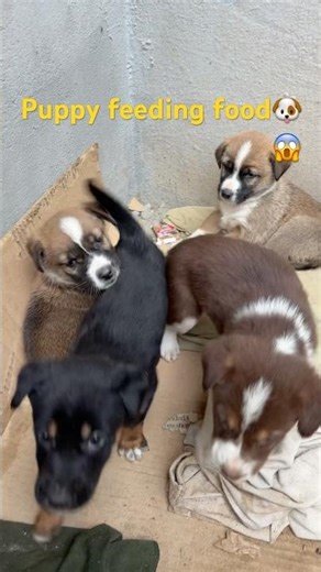 Baby Puppy Feeding Milk 🥛🐶 | Super Cute Puppy Moment ❤️ #dogshorts