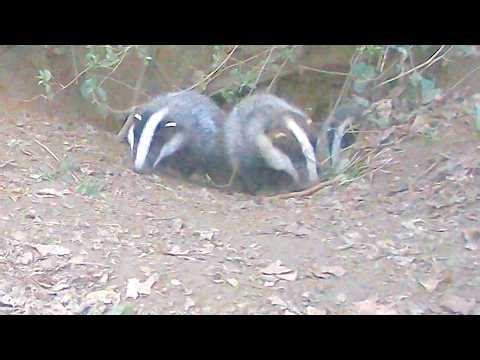 Adorable baby badgers can't wait for night to explore