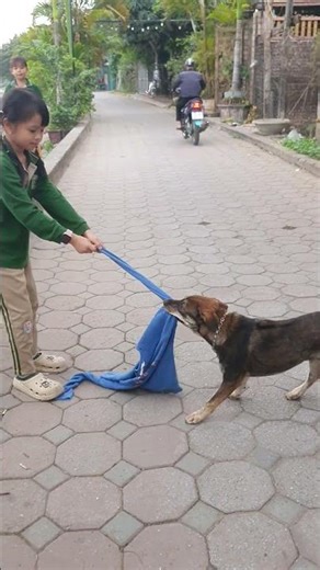 Wild elephants ripped open windows in people's homes in Nghe An.