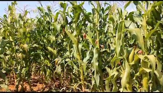 2.1K views · 39 reactions | #agribusinesstalk | Agribusiness Media | Facebook