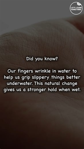 2.9K views · 106 reactions | Our fingers wrinkle in water to help us grip slippery things better underwater. This natural change gives us a stronger hold when wet.. | Lets learn something | Facebook