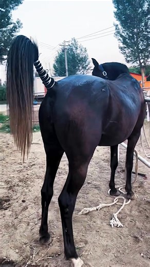 22K views · 80 reactions | #donkeymischievous #donkeybeautiful #donkeyhappiness #donkeylove #donkeyjoy #donkeyadorable #donkeycute https://amzn.to/4liNc4F | Couple Show | Facebook