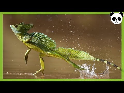 Animal that WALKS ON WATER | (Basiliscus) Jesus Christ Lizard | As it does?