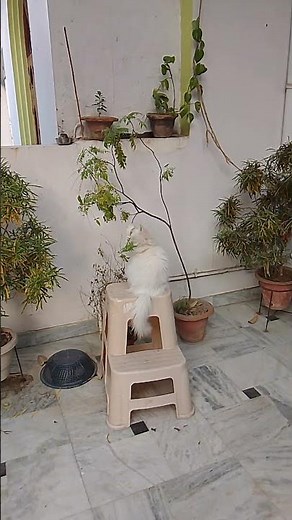 #cute Joi playing# loveli moment