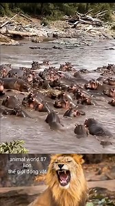 180K views · 1.6K reactions | Crocodile vs Hippo | Deja Rubio | Facebook