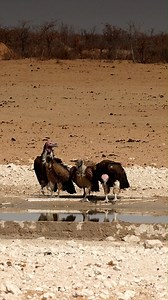 41K views · 616 reactions | Just hanging out, waiting for our next meal. Vultures at Etosha National Park in Namibia. #namibia #etosha #vultures #namibiatourism #namibian #birdlife #safari #nature #naturephotography #desert #travel #adventure #explore #wildlifephotography | Madbookings - Travel Experts in Africa & Asia | Facebook