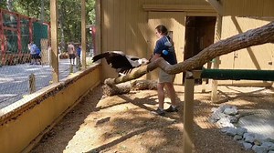 Dorothy the Andean Condor is showing off her training skills! She is trained to touch a target stick with her beak for a reward. This is important for husbandry purposes and also for working Dorothy's brain. This type of training is very enjoyable and fun for Dorothy, as you can see by her excited wing flaps. Great job Dorothy! Dorothy has one more training session today at 3:15 for our Vulture Awareness Day. | World Bird Sanctuary