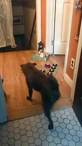 3.5K views · 17K reactions | Bastian’s FIVE YEAR Button-versary is next week and I’m feeling all sorts of feels thinking back on our journey. I’m going to post some of my favorite throwbacks over the next few days. This was June 30, 2020 凉 #talkingdog #fluentpet #dogtraining | Bastian the Talking Terrier | Facebook