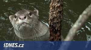 Žravé a hvízdající vydry se dají v Zoo Praha zastihnout u rybolovu   - iDNES.cz