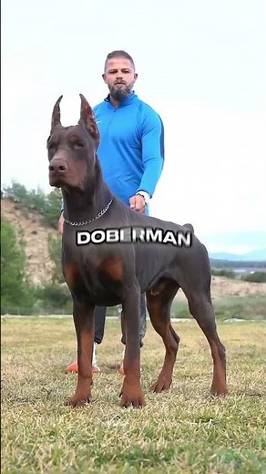 Doberman vs Rottweiler — The Truth No One Says