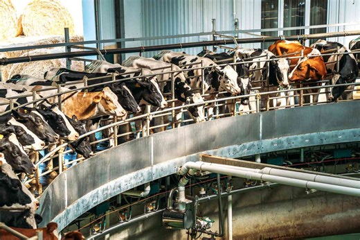 Milk Safety Testing Ends as FDA Faces Deep Cuts and Restructuring