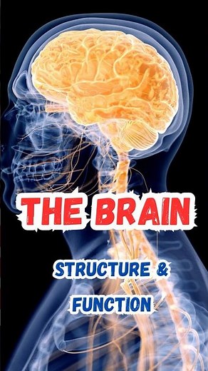 The Brain : Structure and Function
