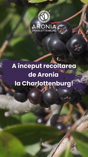 💜 A început recoltarea de Aronia la Charlottenburg! 💜 Primele superfructe au fost culese cu grijă din plantația noastră ecologică și sunt deja în drum spre a fi transformate într-o sursă de sănătate. 🚛 Fructele sunt procesate imediat într-un suc 100% natural, fără zahăr, aditivi sau conservanți – bogat în vitamine, antioxidanți și cu multiple beneficii pentru sănătate. ✅ Păstrăm astfel prospețimea și aroma autentică a fructului într-o formă concentrată, gata să-ți susțină organismul zi de zi.