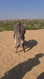 5.5M views · 21K reactions | Donkey play around jungle life village...#donkey #shorts #entertainment #mexico #Dese #lifestyle #shorts #entertainment #Desert #virals #lifestyle #fun #reels #animal #funnyanimals #animallover #loveanimals #camels #village #villagelife #vlogs #nature #wildlife #crazy #petlover #amazingvideo #unitedkingdom2025 | Natural Beauty & Scenes | Facebook