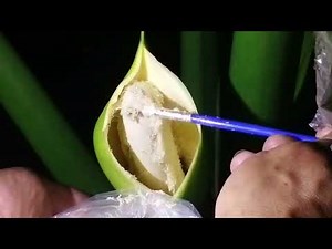 Proper Method of Hand Pollinating Philodendron Selloum