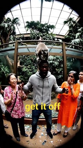 WILD Lemur Jumps on Visitor's Head in Crazy Animal Attack 😂🦁💥