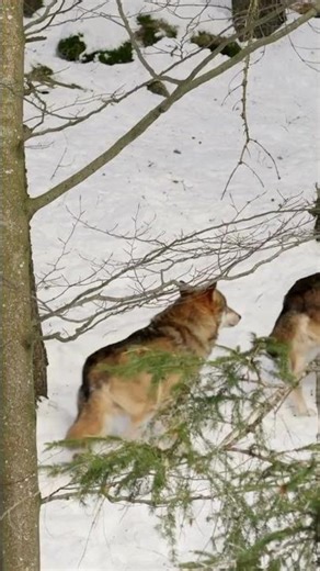 Why Most Teams Fail (Wolves Don’t) 🐺