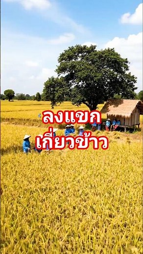 Farmer's life #Thai countryside #Villager's way of life #Rice harvesting #Rice fields #Rice field...
