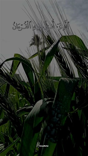 Hmod Refai 😉🙃🙂